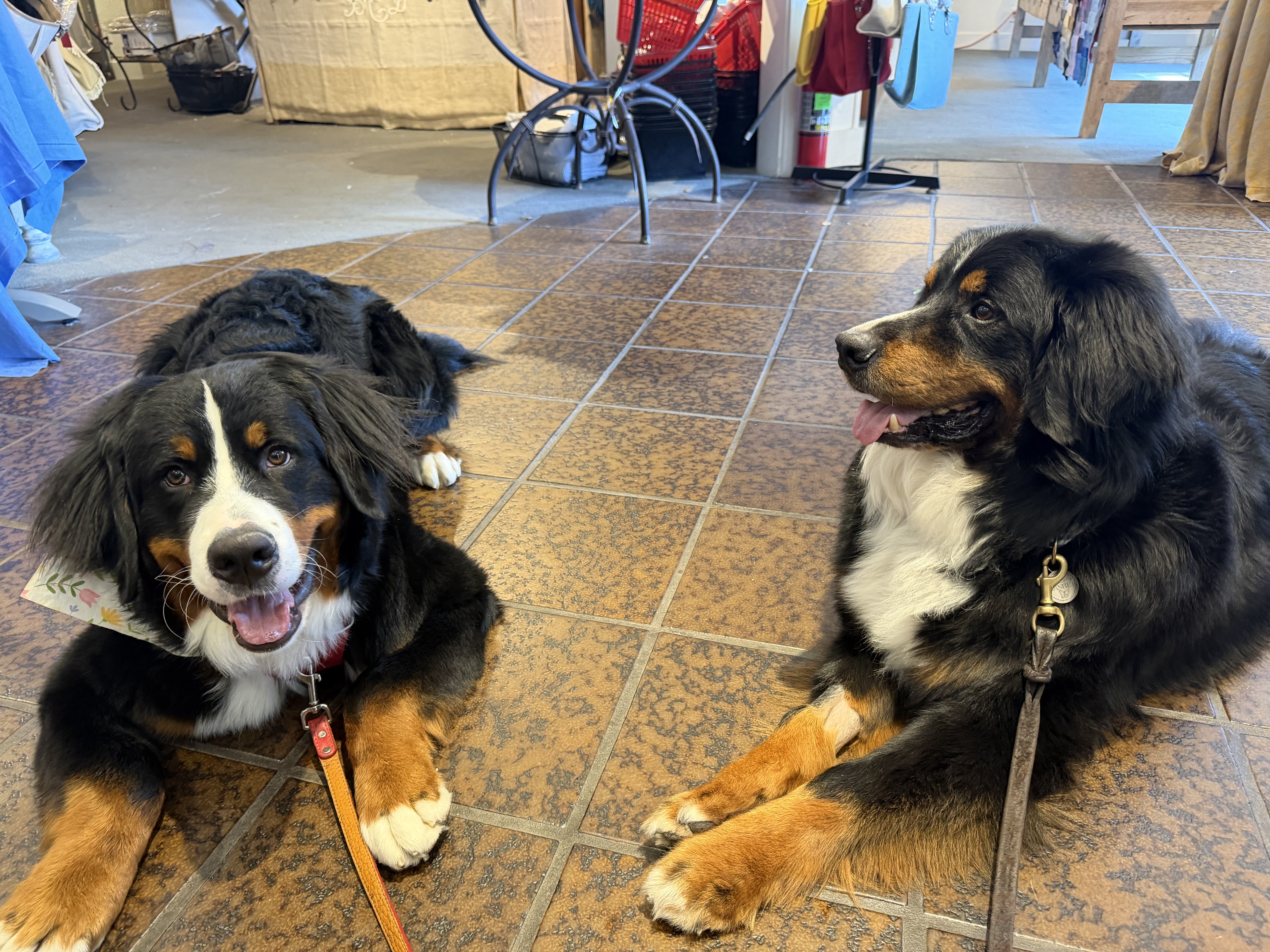 Basher and Benny