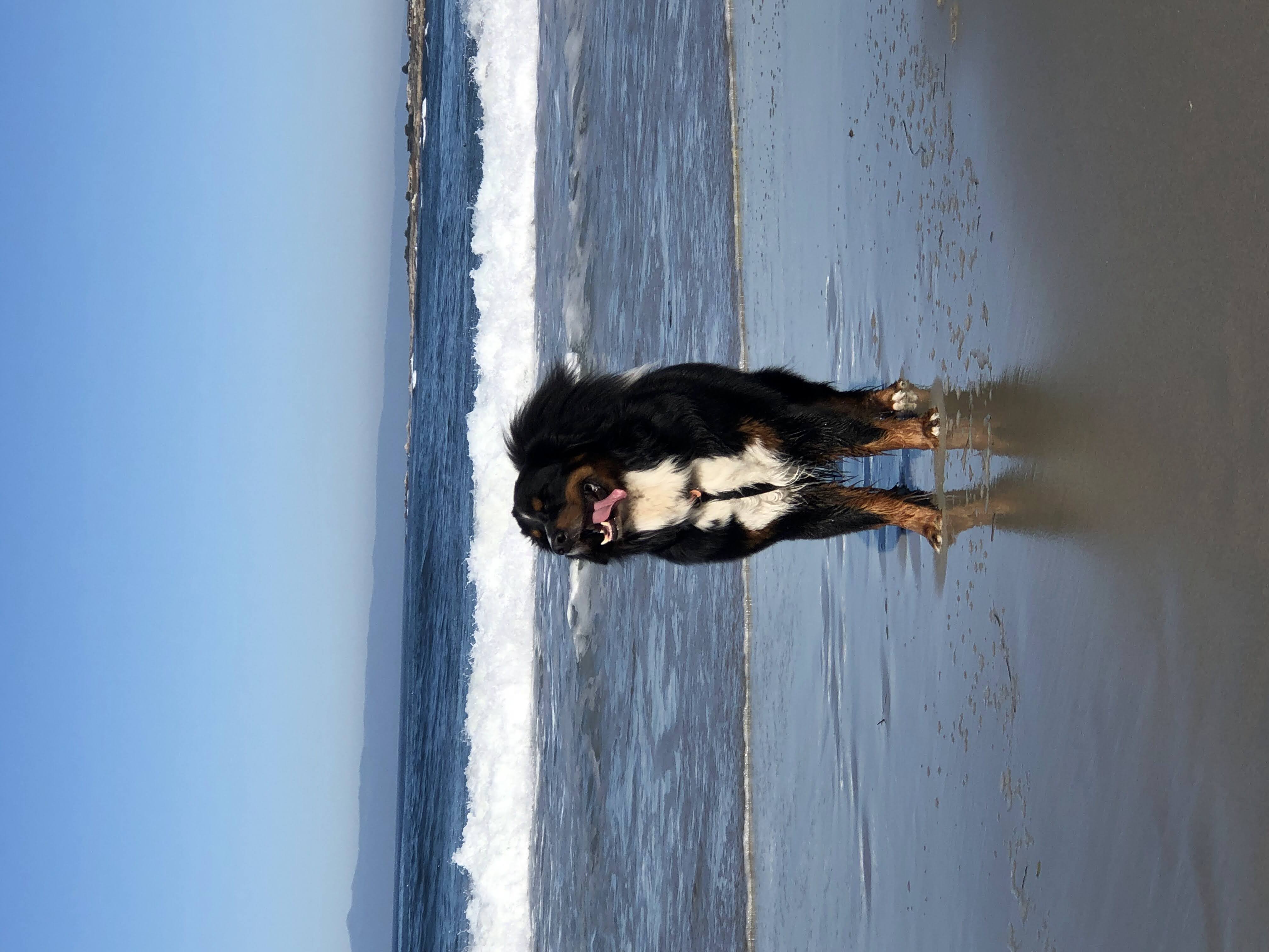Basher at the beach